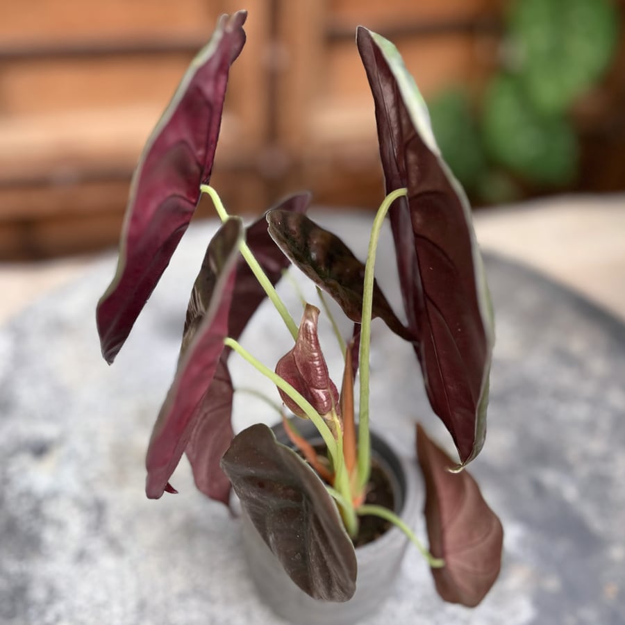 Alocasia cuprea 'Red Secret', ung planta, detalj