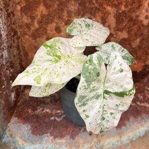 Alocasia macrorrhizos 'Camouflage', ung planta