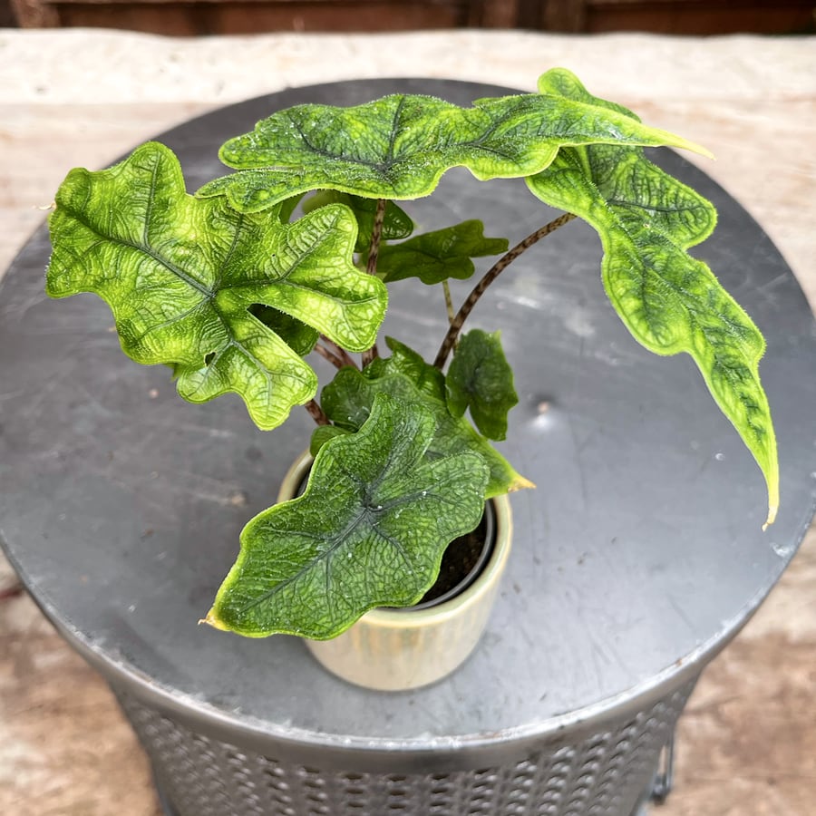 Alocasia tandurusa 'Jacklin', blad