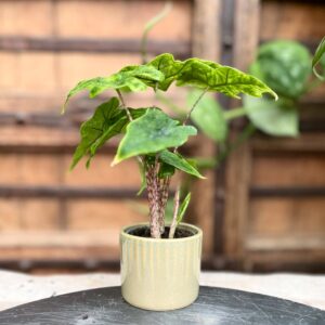 Alocasia tandurusa 'Jacklin', ung planta