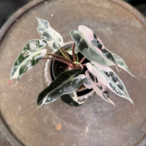 Alocasia × mortfontanensis 'Bambino', Pink Variegata 6, blad
