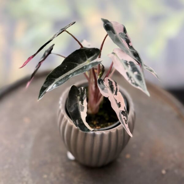 Alocasia × mortfontanensis 'Bambino', Pink Variegata 6, ung planta