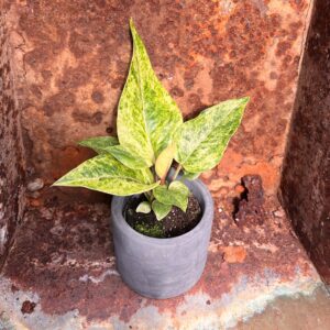 Anthurium bonplandii, variegata, ung planta