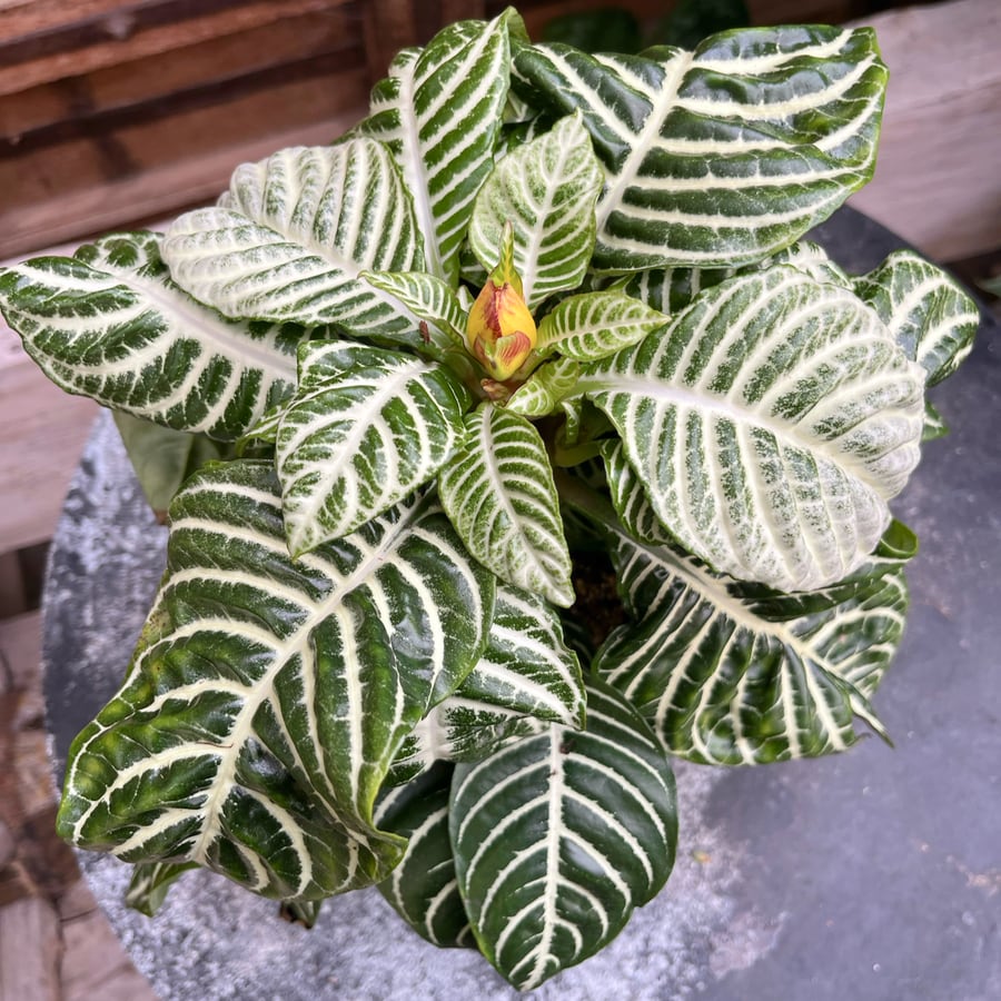 Aphelandra squarrosa 'Dania', blomknoppar