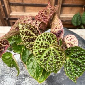 Begonia ferox, blad på vuxen planta