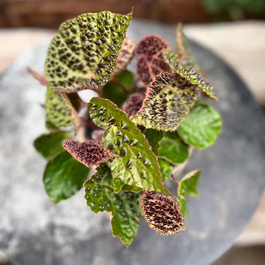 Begonia ferox, taggar