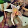 Bulbophyllum affine
