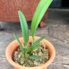 Bulbophyllum affine, nästan stor nog att blomma