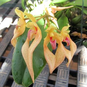 Bulbophyllum bicolor, blommor