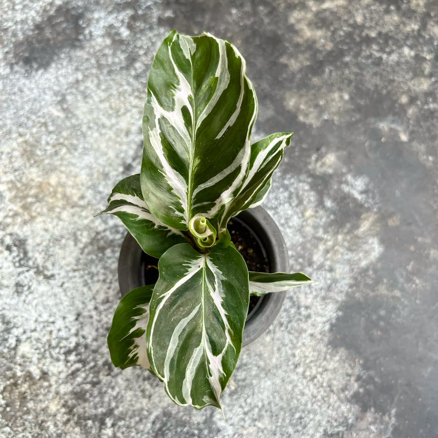 Calathea lietzei 'White Miracle', blad