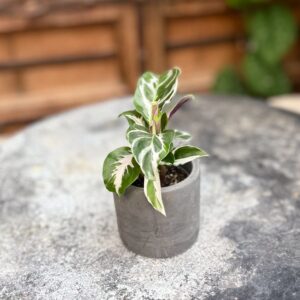 Calathea lietzei 'White Miracle', ung planta