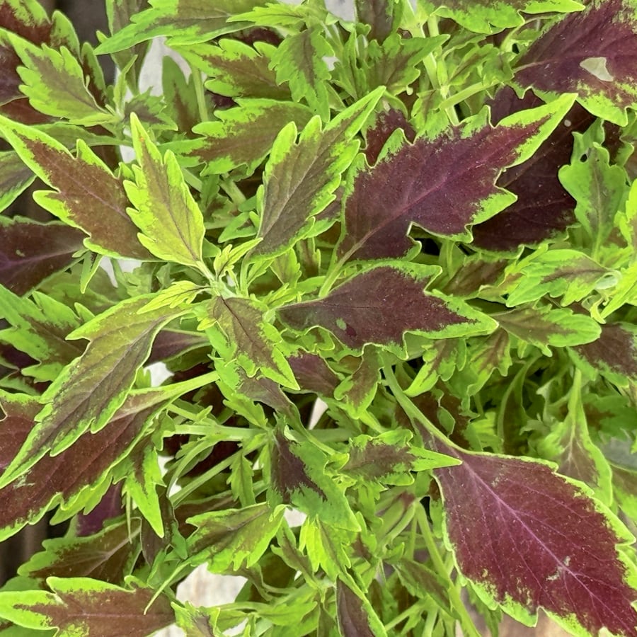 Coleus blumei, blad