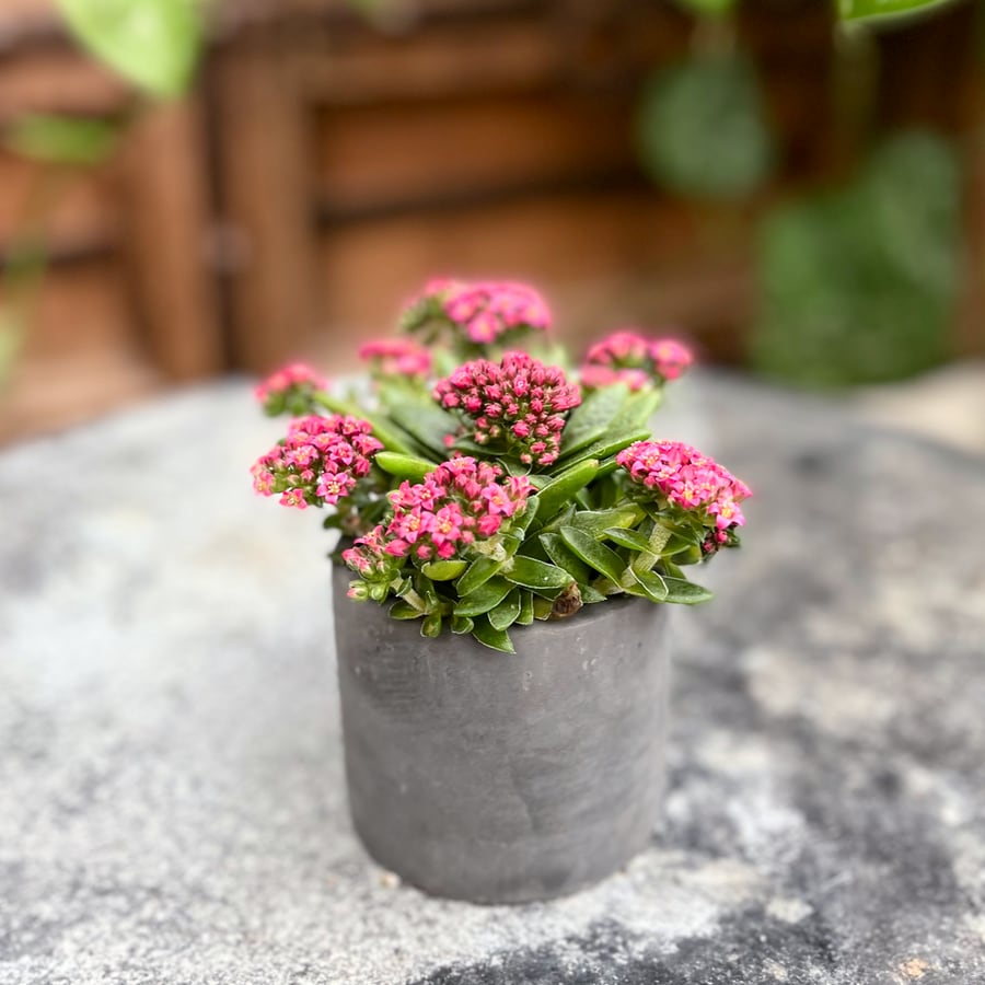 Crassula exilis subsp. schmidtii, blomma planta