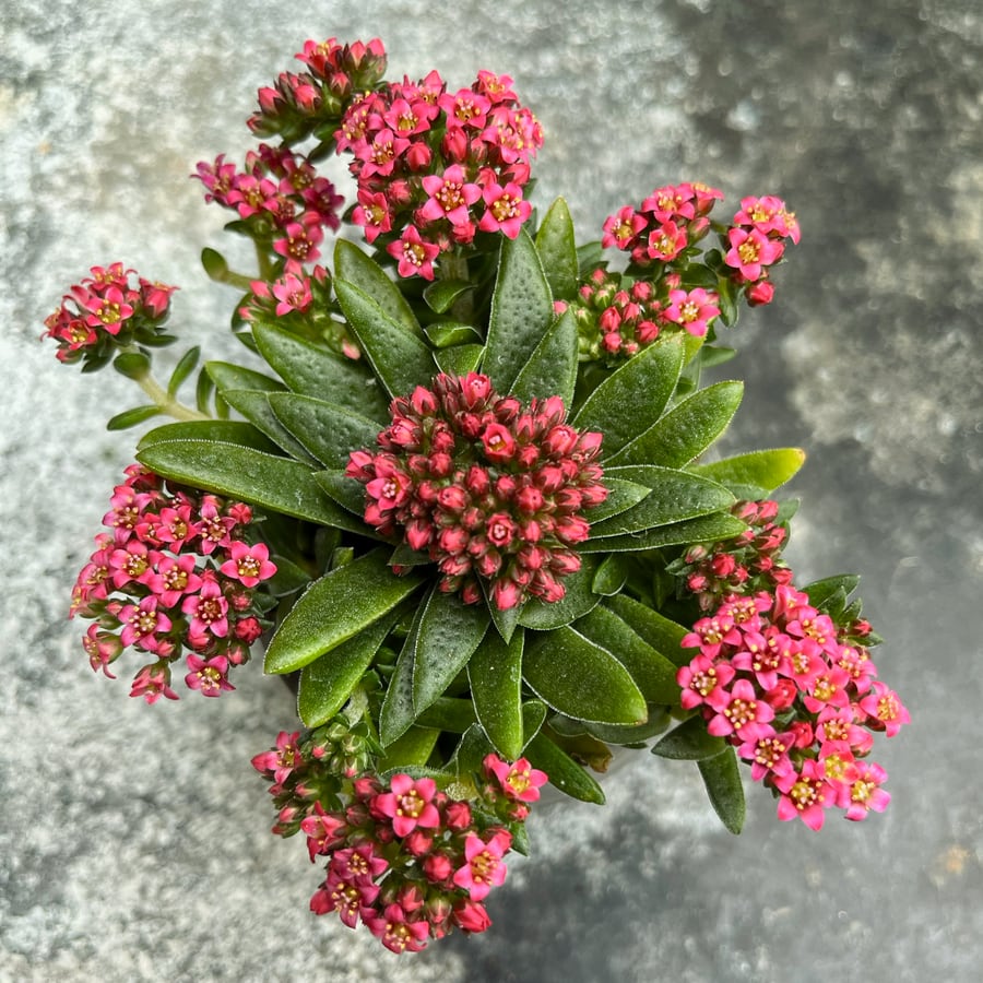 Crassula exilis subsp. schmidtii, blommor