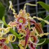 Dendrobium spectabile, blomma