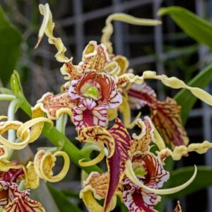 Dendrobium spectabile, blomma