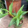 Dendrobium spectabile, nästan stor nog att blomma