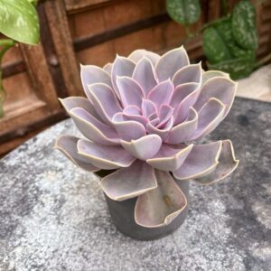 Echeveria gibbiflora 'Metallica', vuxen planta