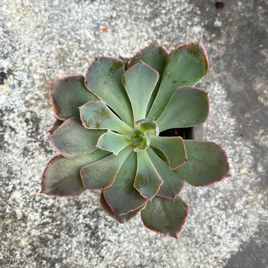 Echeveria shaviana 'Pink Frills', ung planta ovanifrån