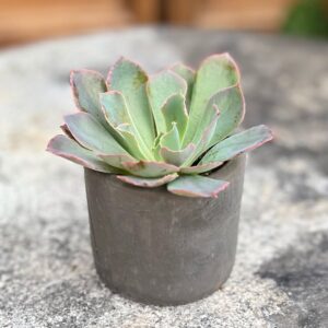 Echeveria shaviana 'Pink Frills', ung planta