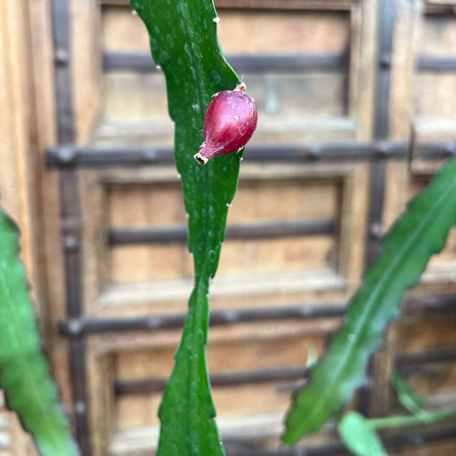 Epiphyllum Leon Herick, frukt