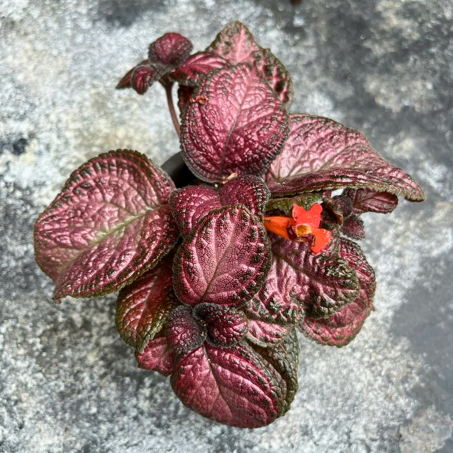 Episcia cupreata 'Malayan Gem', ung planta i blom