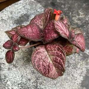 Episcia cupreata 'Malayan Gem', ung planta