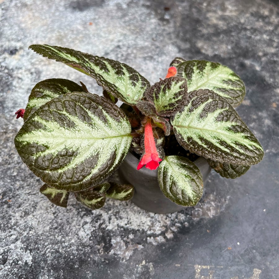 Episcia cupreata 'Silver Shield', ung planta i blom
