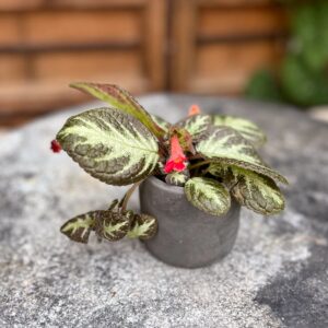 Episcia cupreata 'Silver Shield', ung planta i blom