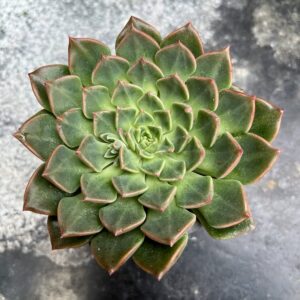 Graptopetalum bellum, bladrosett