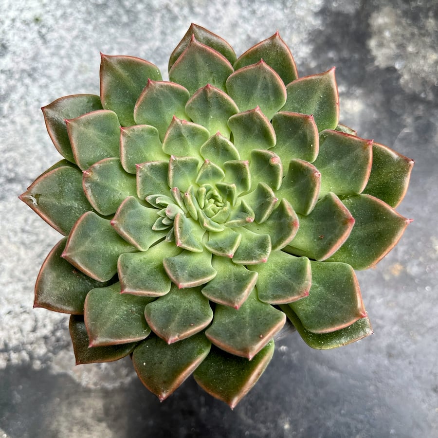 Graptopetalum bellum, bladrosett
