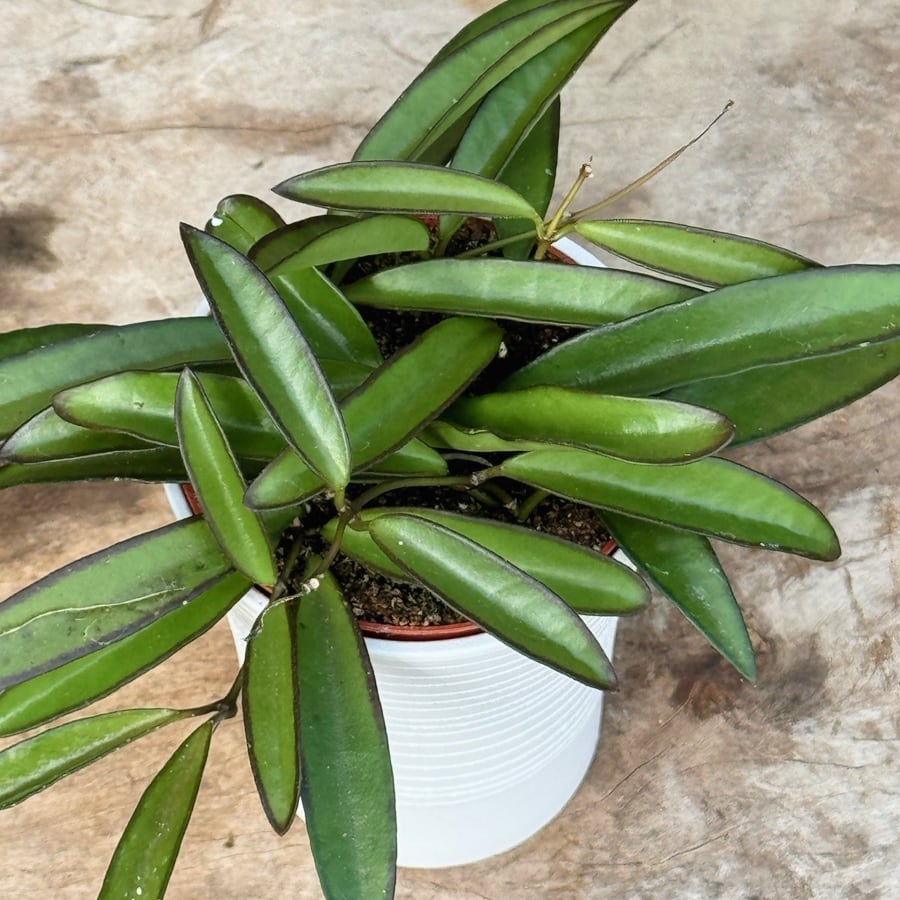 Hoya wayetii, blad