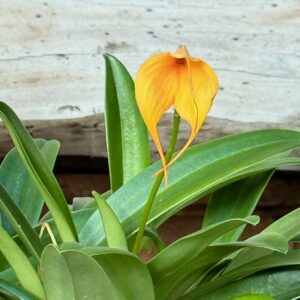 Masdevallia hybrid, orange, blomma