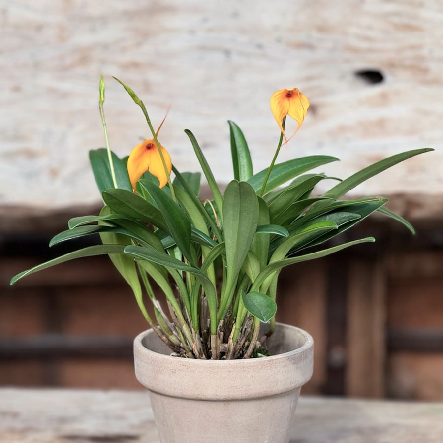 Masdevallia hybrid, orange, i blom
