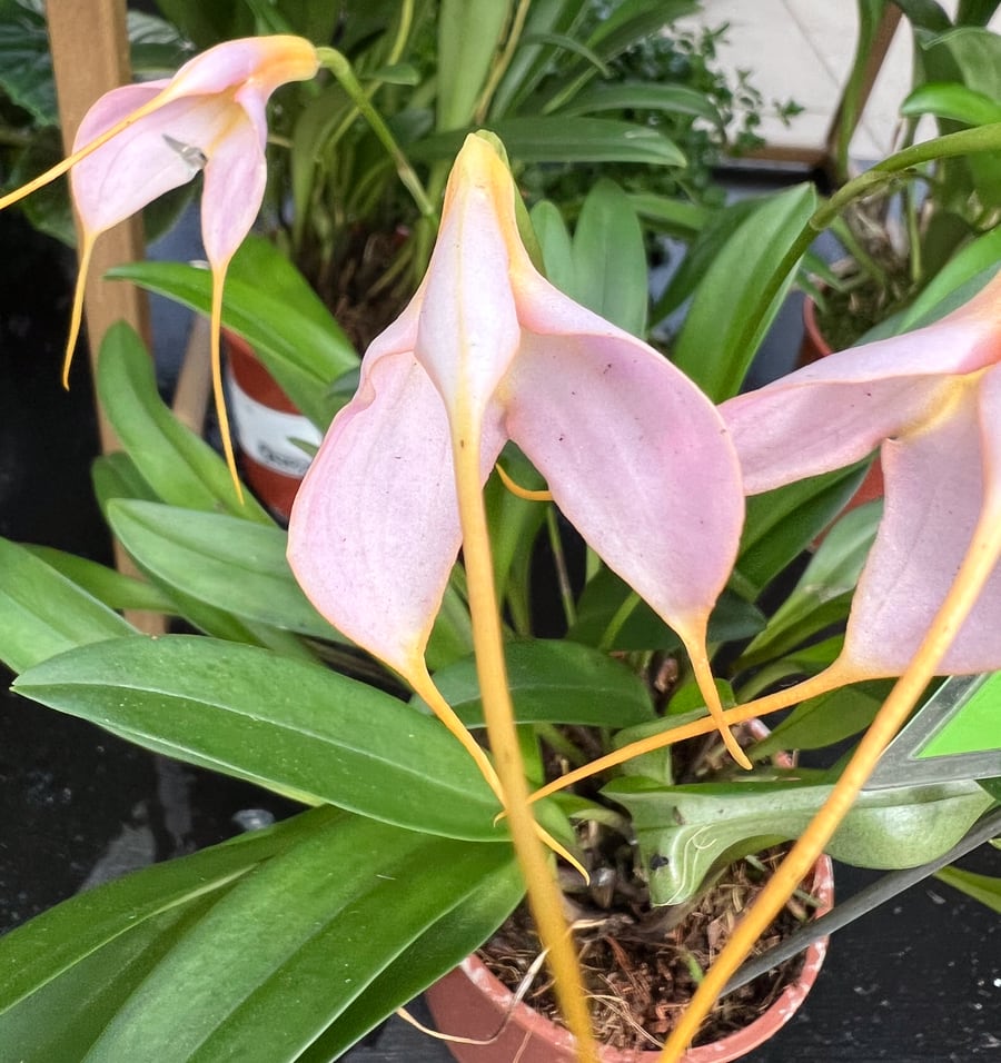 Masdevallia hybrid, rosa, blommande planta