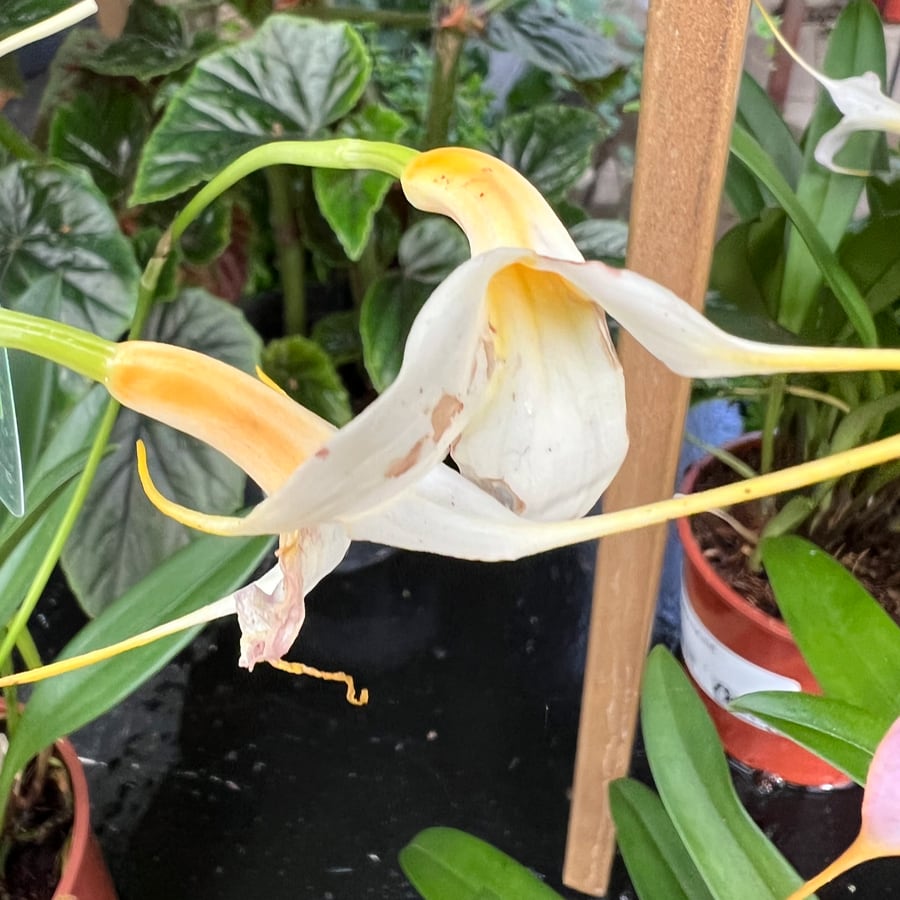 Masdevallia hybrid, vitgul, blommande planta