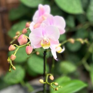 Phalaenopsis Multiflora Angel Eyes, blommor