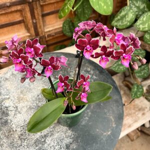 Phalaenopsis-hybrid, vinröd-rosa, blommor