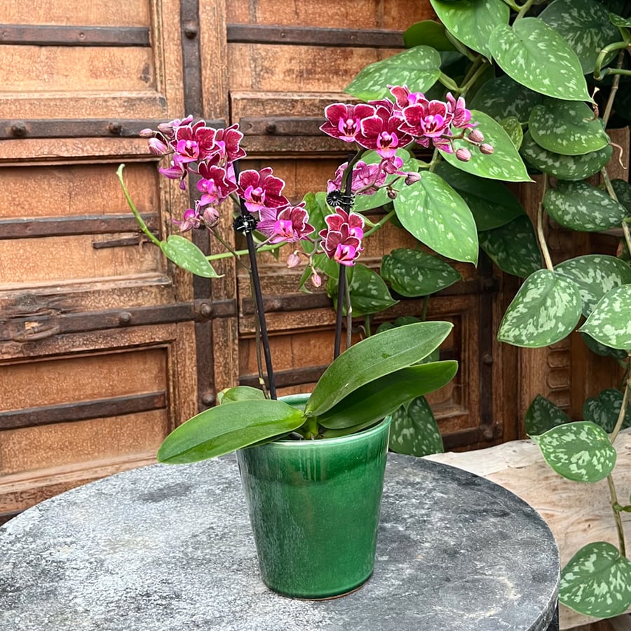Phalaenopsis-hybrid, vinröd-rosa, i blom