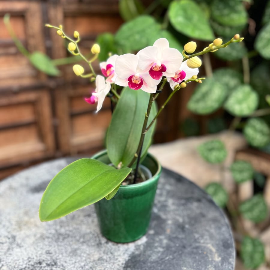 Phalaenopsis multiflora Safe Haven, blommor