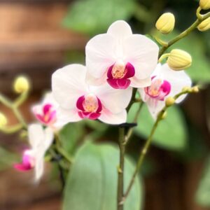 Phalaenopsis multiflora Safe Haven, i blom