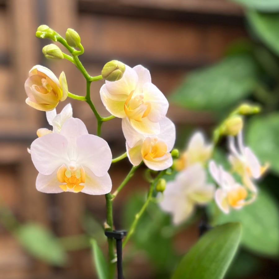 Phalaenopsis multiflora Sunny Shore, blommande