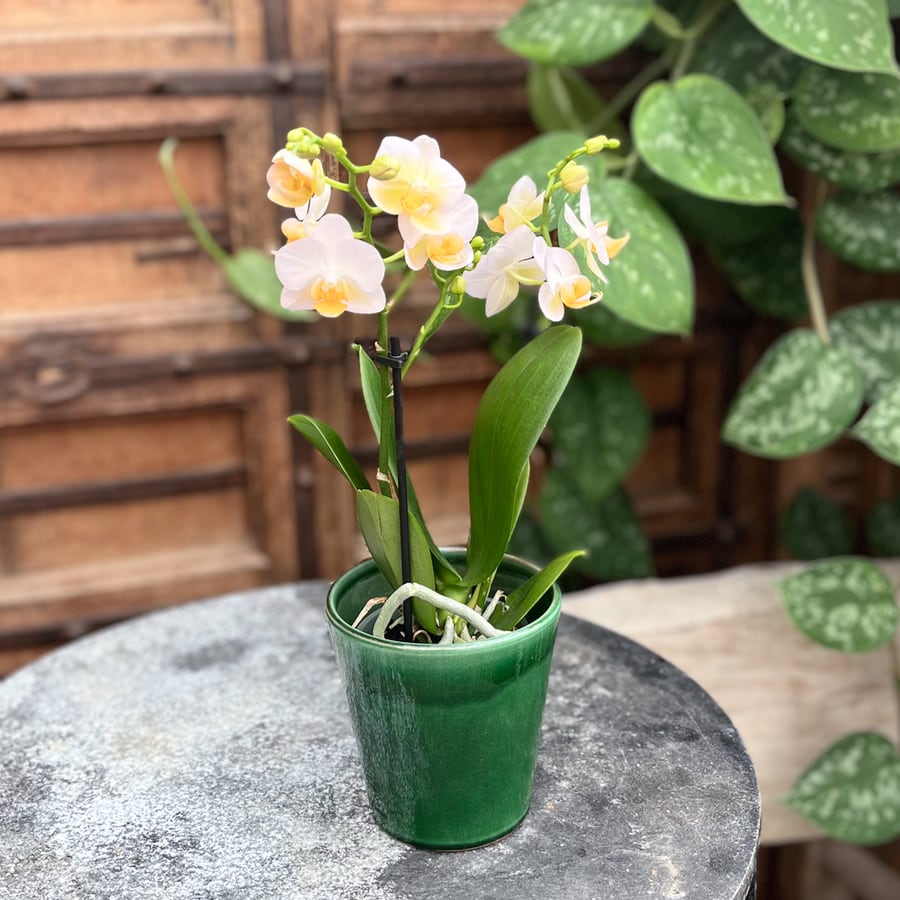 Phalaenopsis multiflora Sunny Shore, i blom