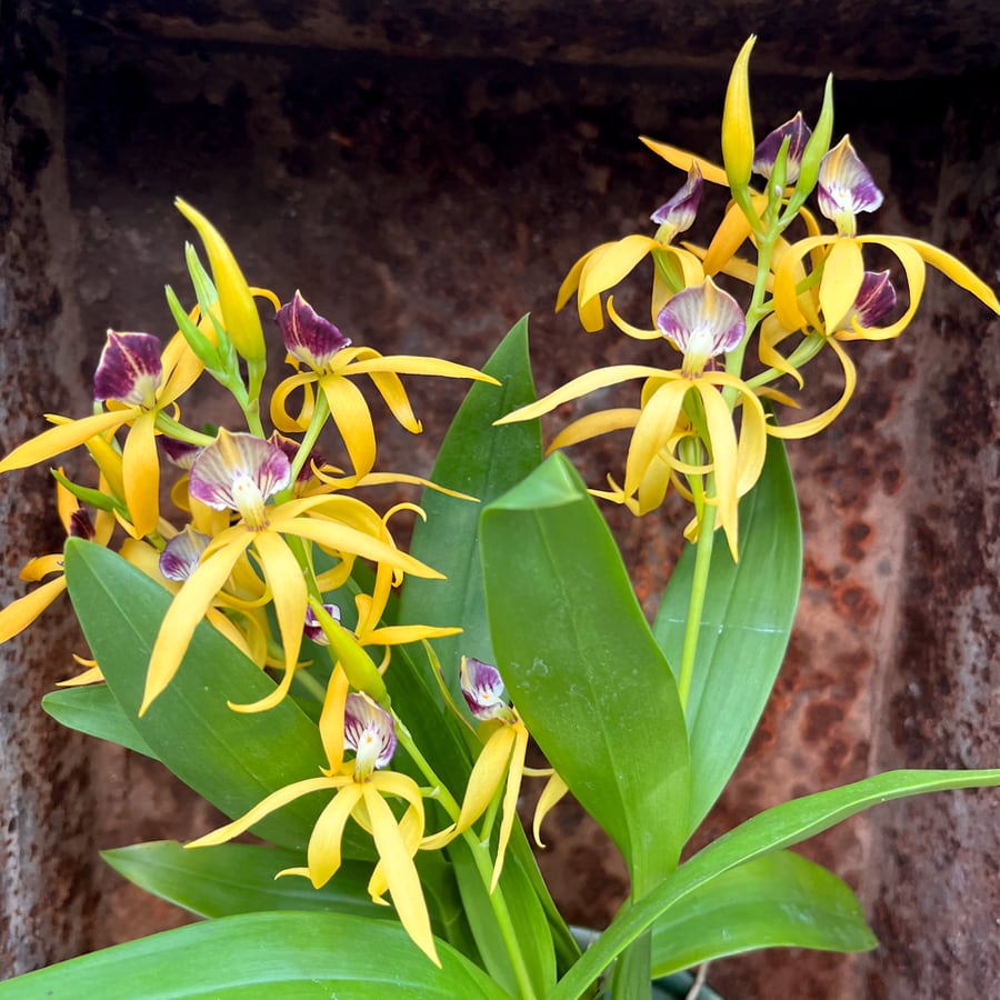 Prosthechea cochleata 'Tarantula Yellow', blommor
