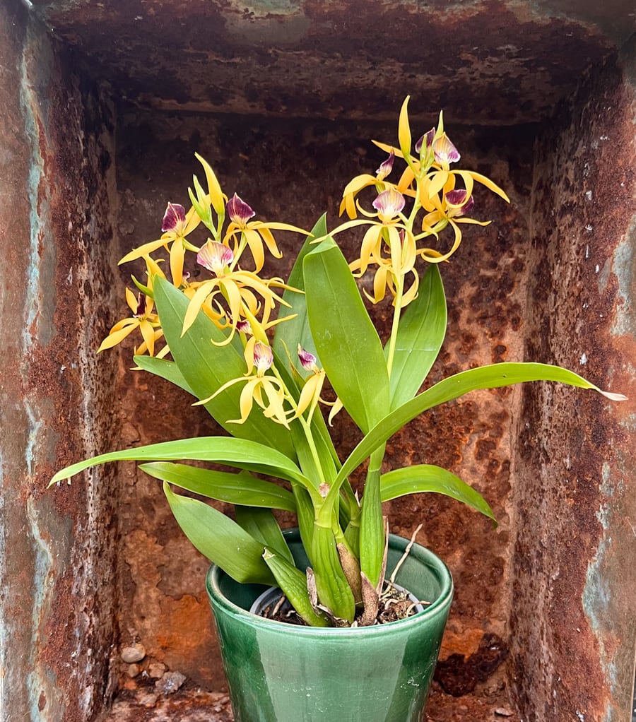 Prosthechea cochleata 'Tarantula Yellow', i blom