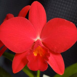 Rhyncholaeliocattleya Ability Red 'Sunset Memory', blomma