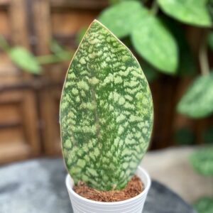 Sansevieria masoniana 'Whale Fin', ung planta