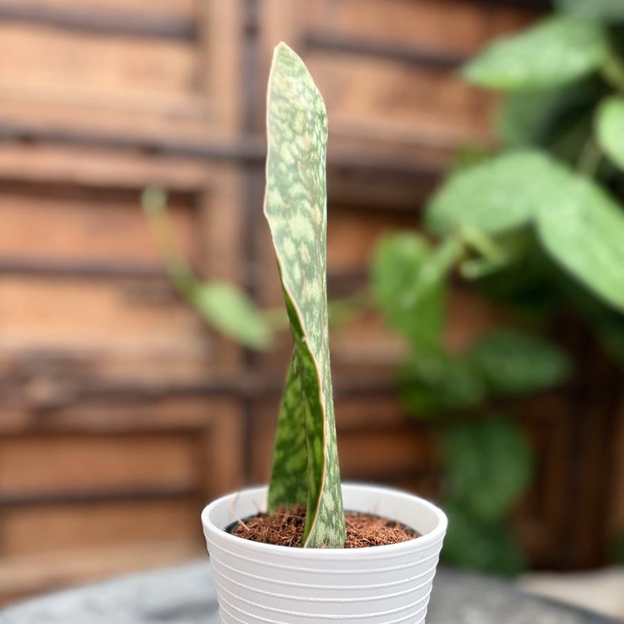 Sansevieria masoniana 'Whale Fin', sidvy
