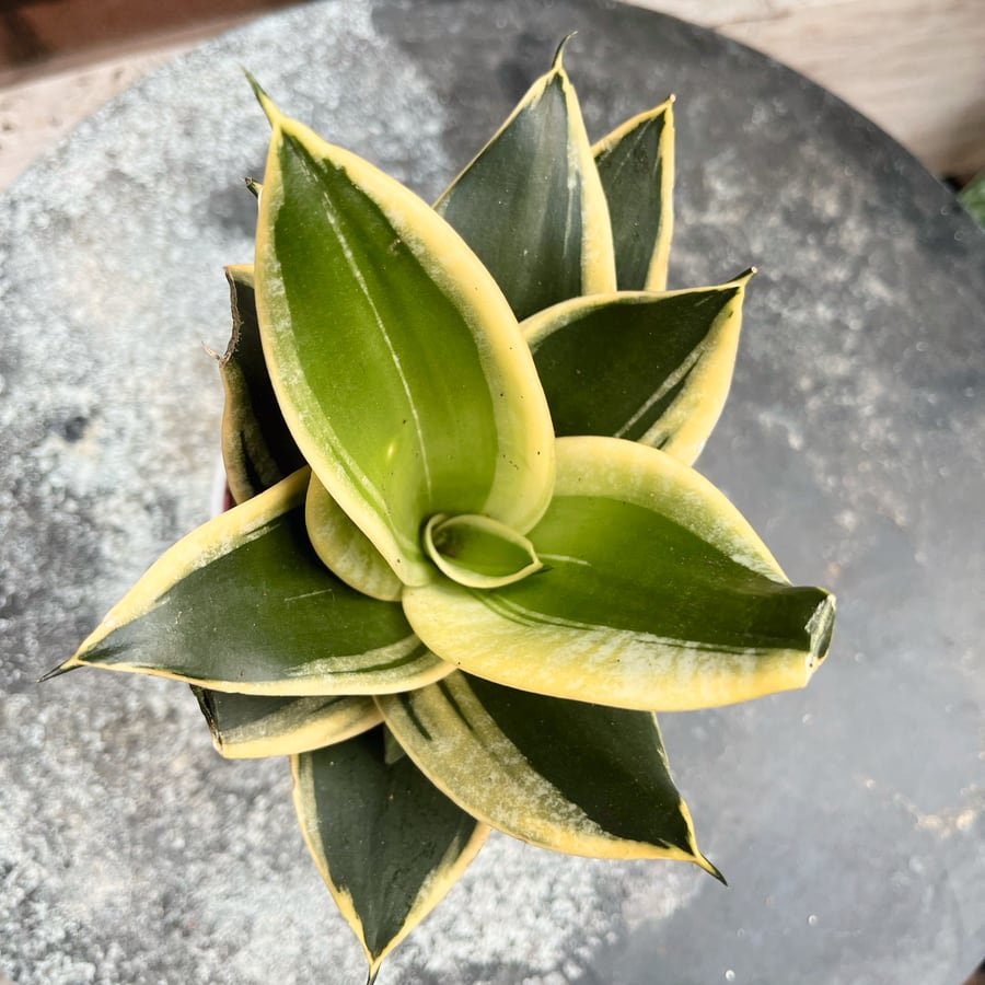 Sansevieria trifasciata 'Black Star', blad