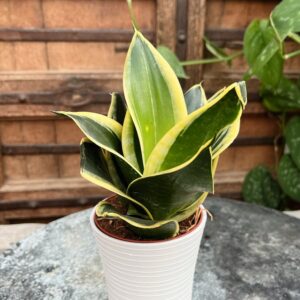 Sansevieria trifasciata 'Black Star', större ung planta